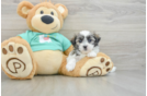 Teddy Bear Puppy for Adoption