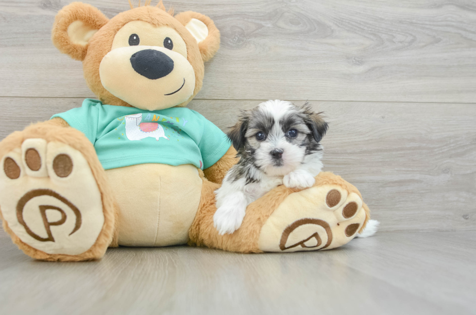 5 week old Teddy Bear Puppy For Sale - Pilesgrove Pups