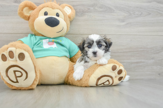Teddy Bear Puppy for Adoption