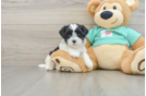 Teddy Bear Pup Being Cute