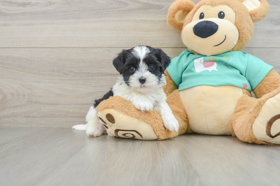 Teddy Bear Pup Being Cute