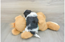 Best Teddy Bear Baby