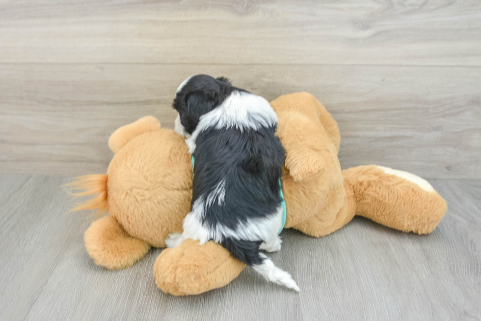 Best Teddy Bear Baby