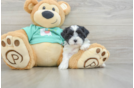 Teddy Bear Puppy for Adoption