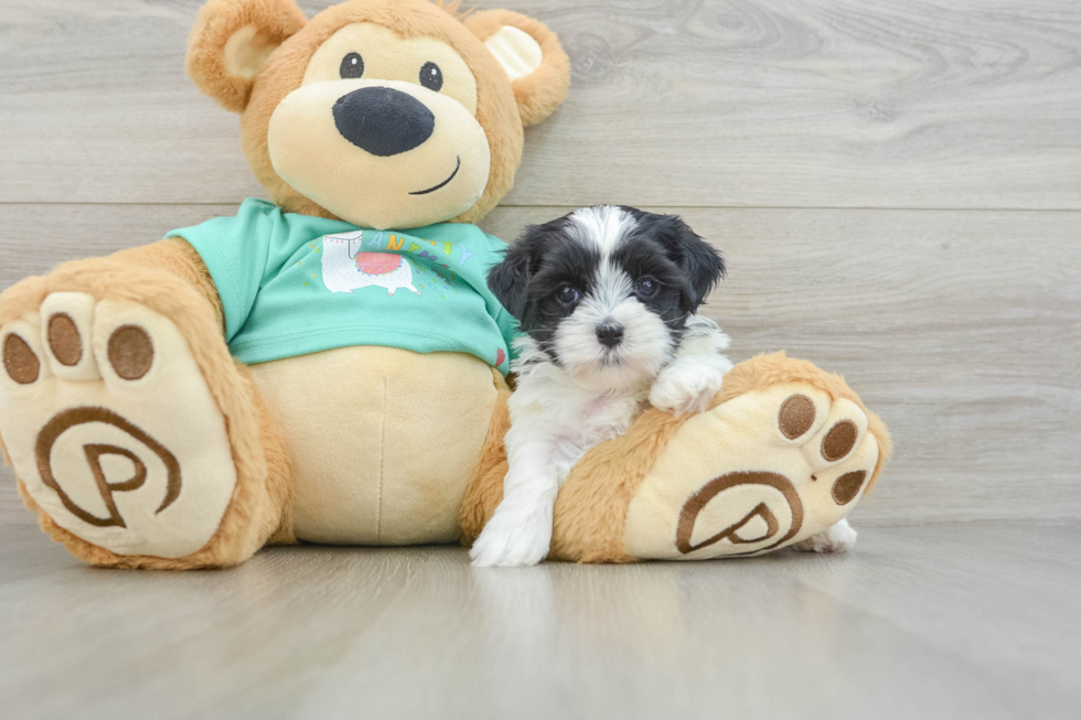 Teddy Bear Puppy for Adoption