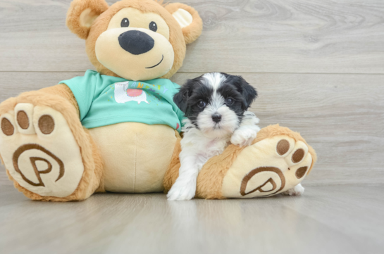 Teddy Bear Puppy for Adoption