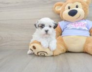 7 week old Teddy Bear Puppy For Sale - Pilesgrove Pups