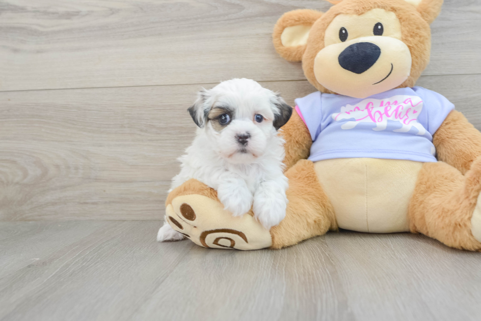 Teddy Bear Pup Being Cute