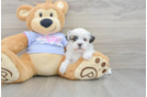 Teddy Bear Puppy for Adoption