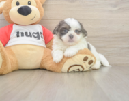 8 week old Teddy Bear Puppy For Sale - Pilesgrove Pups