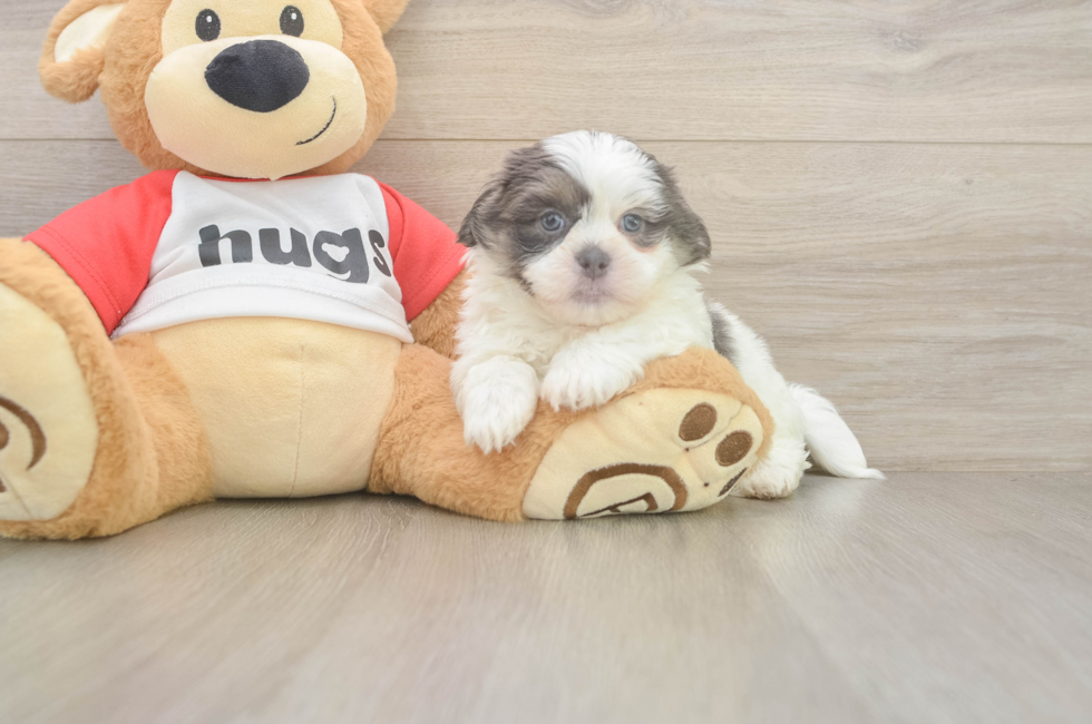 6 week old Teddy Bear Puppy For Sale - Pilesgrove Pups