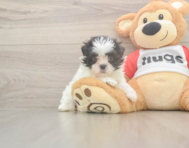 8 week old Teddy Bear Puppy For Sale - Pilesgrove Pups