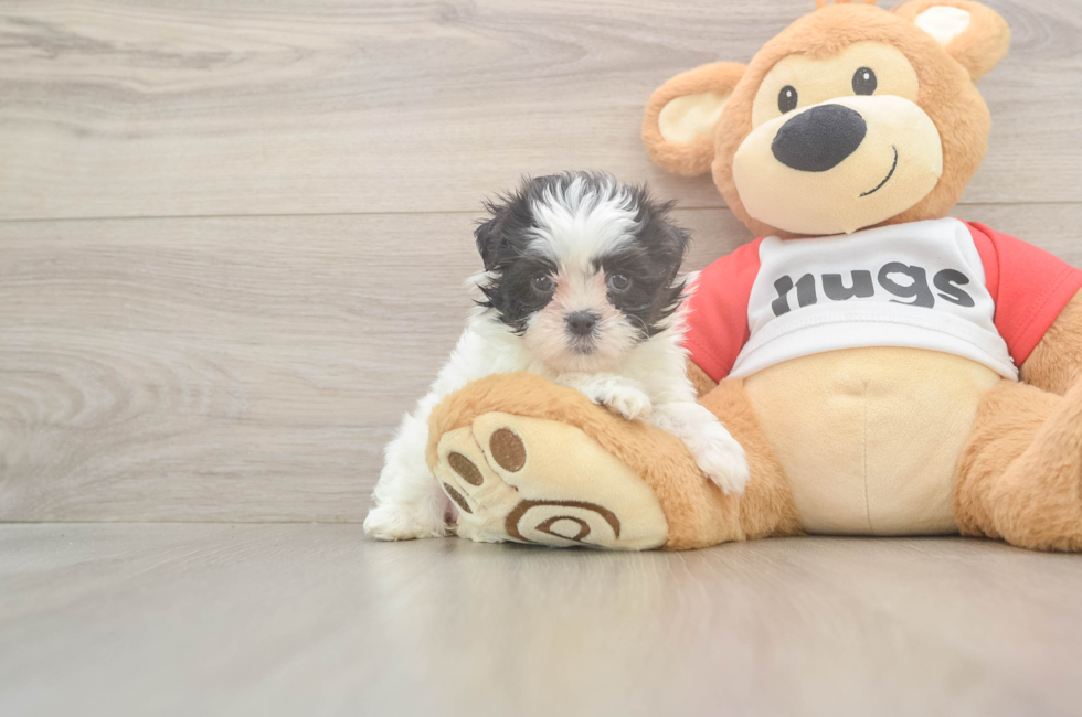 6 week old Teddy Bear Puppy For Sale - Pilesgrove Pups