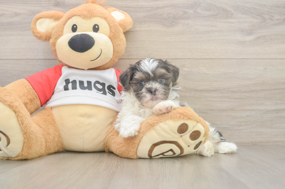 6 week old Teddy Bear Puppy For Sale - Pilesgrove Pups
