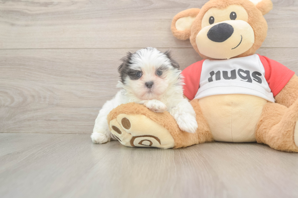 6 week old Teddy Bear Puppy For Sale - Pilesgrove Pups
