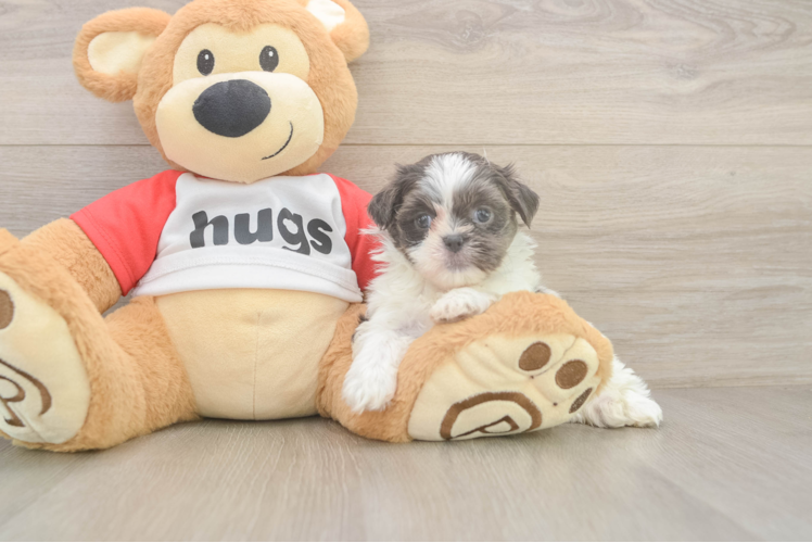 Teddy Bear Pup Being Cute