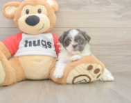8 week old Teddy Bear Puppy For Sale - Pilesgrove Pups