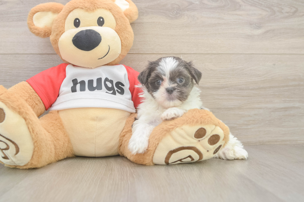 6 week old Teddy Bear Puppy For Sale - Pilesgrove Pups