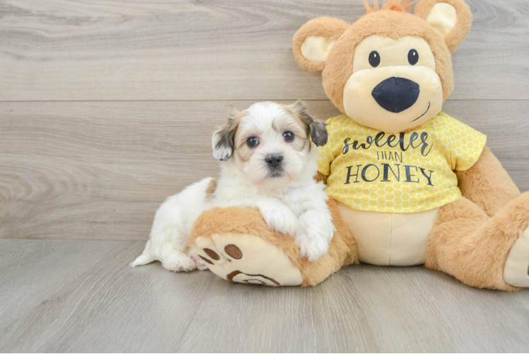 Petite Teddy Bear Designer Pup