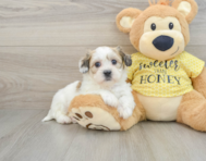 8 week old Teddy Bear Puppy For Sale - Pilesgrove Pups