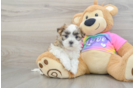 Teddy Bear Pup Being Cute