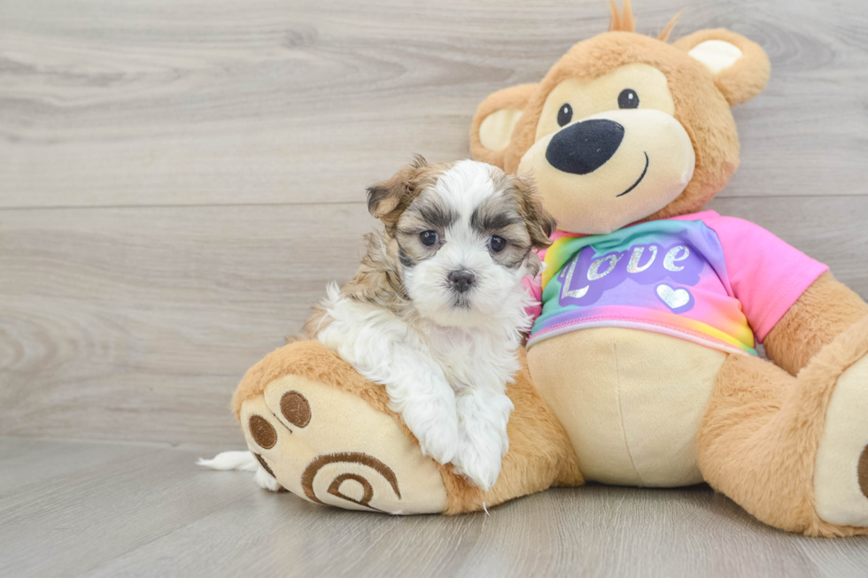 Teddy Bear Pup Being Cute