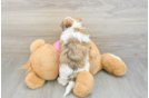 Teddy Bear Puppy for Adoption