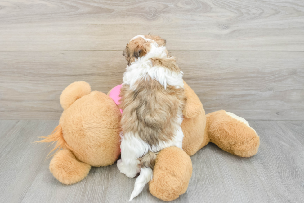 Teddy Bear Puppy for Adoption