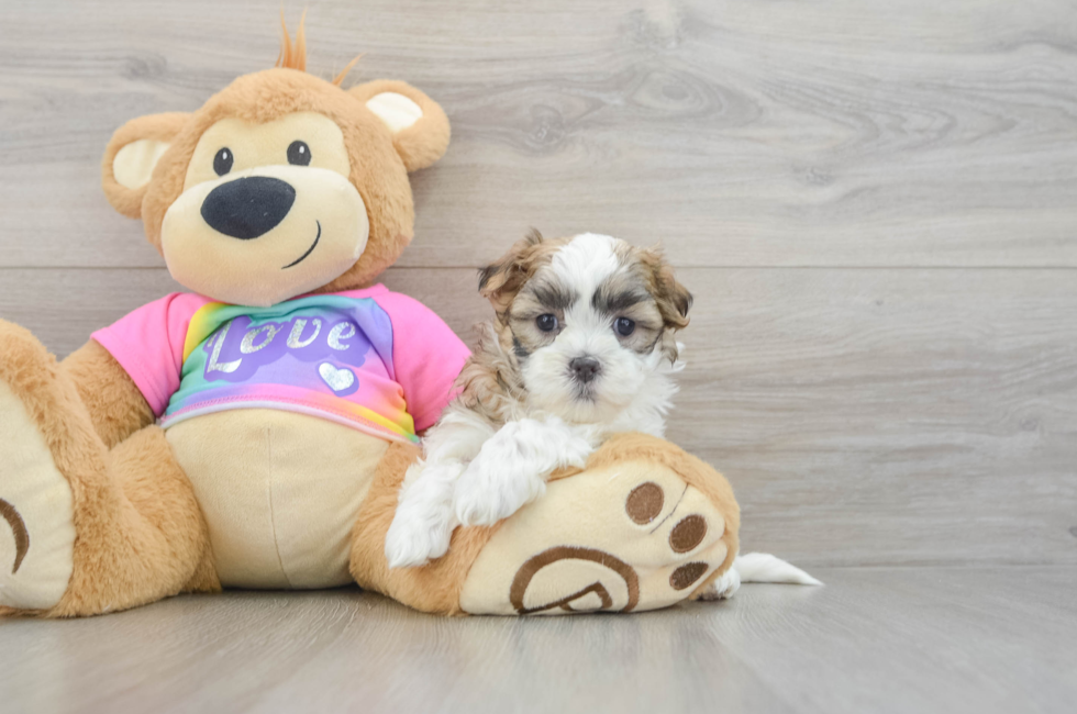 5 week old Teddy Bear Puppy For Sale - Pilesgrove Pups