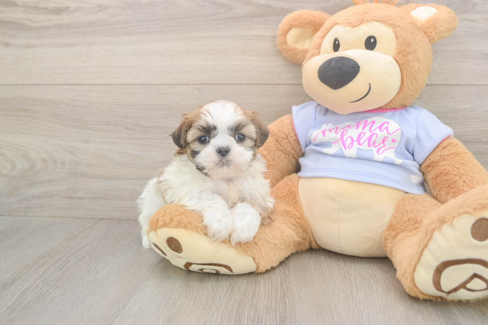 Meet Maddie - our Teddy Bear Puppy Photo  1/3 - Pilesgrove Pups Teddy Bear Puppy for Adoption