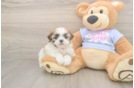 Meet Maddie - our Teddy Bear Puppy Photo  1/3 - Pilesgrove Pups Teddy Bear Puppy for Adoption