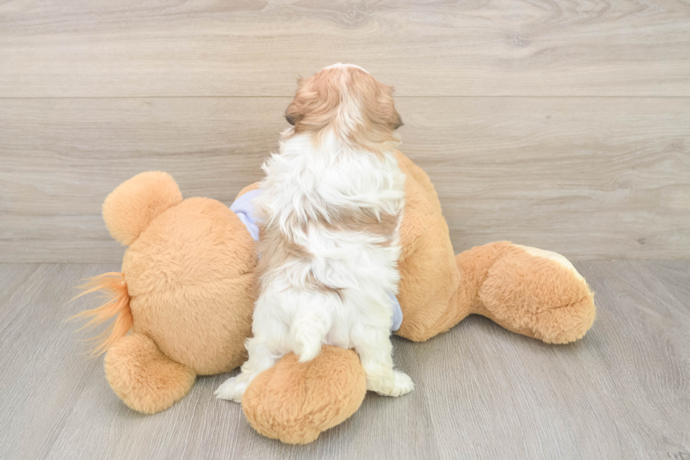 Meet Maddie - our Teddy Bear Puppy Photo  3/3 - Pilesgrove Pups Energetic Shichon Designer Puppy