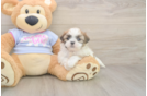 Meet Maddie - our Teddy Bear Puppy Photo  2/3 - Pilesgrove Pups Teddy Bear Pup Being Cute