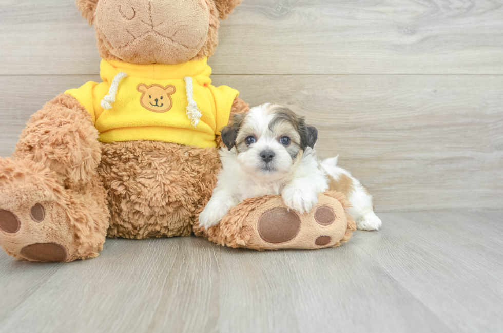 5 week old Teddy Bear Puppy For Sale - Pilesgrove Pups