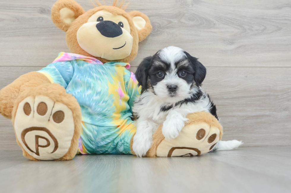 5 week old Teddy Bear Puppy For Sale - Pilesgrove Pups