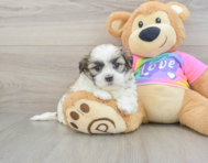 6 week old Teddy Bear Puppy For Sale - Pilesgrove Pups