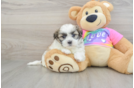 Funny Teddy Bear Designer Pup