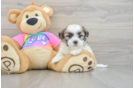 Fluffy Teddy Bear Designer Pup