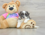 6 week old Teddy Bear Puppy For Sale - Pilesgrove Pups