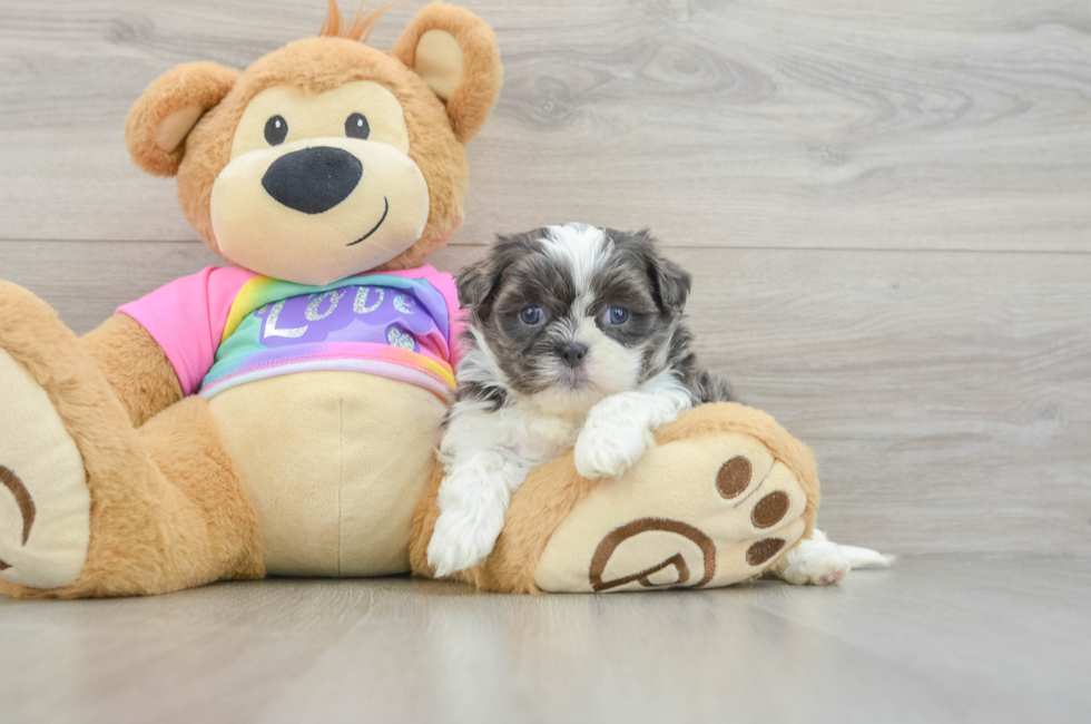 6 week old Teddy Bear Puppy For Sale - Pilesgrove Pups