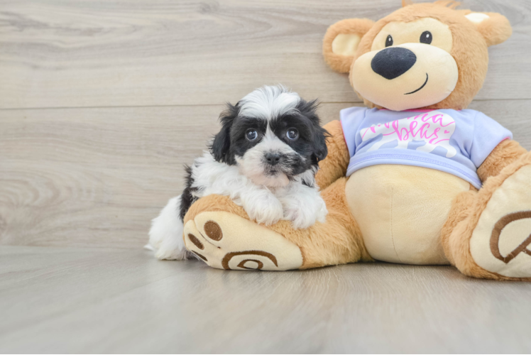 Teddy Bear Puppy for Adoption