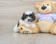 5 week old Teddy Bear Puppy For Sale - Pilesgrove Pups
