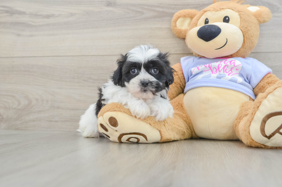 5 week old Teddy Bear Puppy For Sale - Pilesgrove Pups