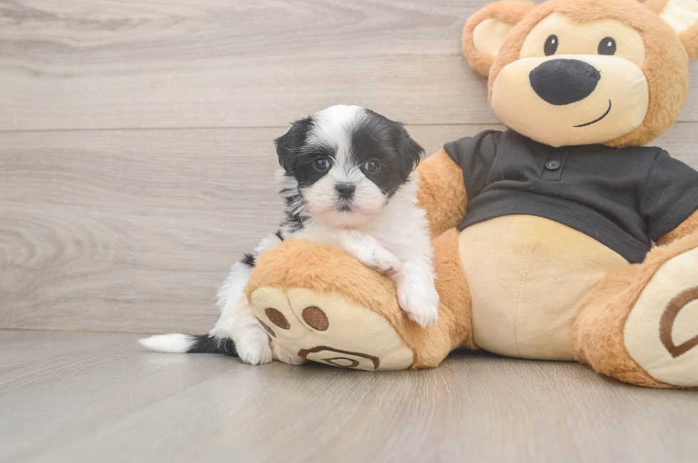 5 week old Teddy Bear Puppy For Sale - Pilesgrove Pups