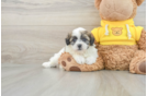 Petite Teddy Bear Designer Pup