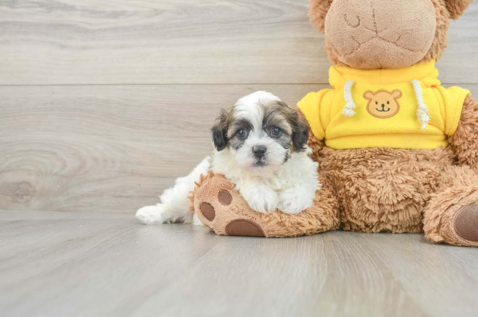 5 week old Teddy Bear Puppy For Sale - Pilesgrove Pups