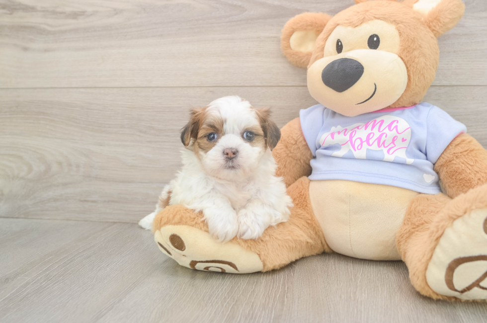 6 week old Teddy Bear Puppy For Sale - Pilesgrove Pups
