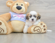 5 week old Teddy Bear Puppy For Sale - Pilesgrove Pups