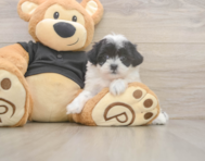 7 week old Teddy Bear Puppy For Sale - Pilesgrove Pups