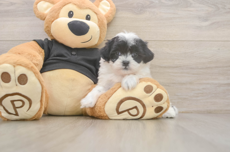 5 week old Teddy Bear Puppy For Sale - Pilesgrove Pups